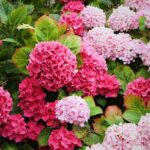 Stunning pink hydrangeas in a garden setting, showcasing nature's vibrant palette.